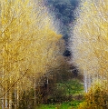 arbre 11_11_11n04